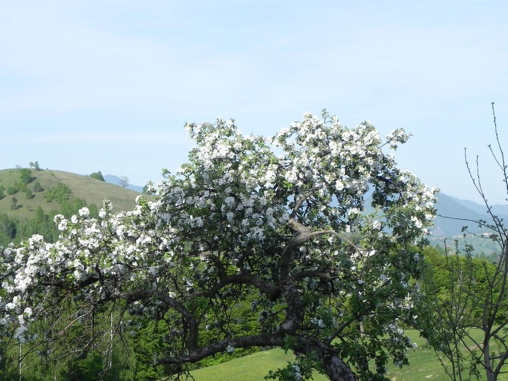 Pensiunea Tabacaru Villa Peştera Exterior foto